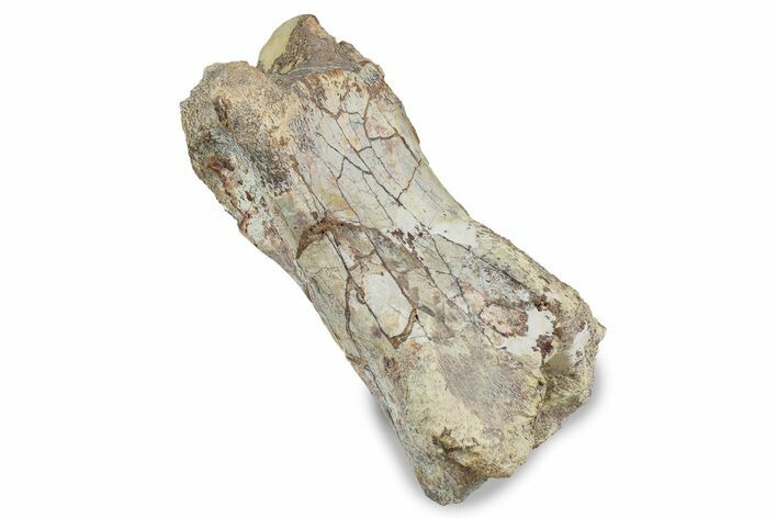 Fossil Spinosaurus Proximal Toe Bone - Kem Kem Beds, Morocco #242875